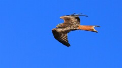 16: IMG_0311_ed_ctw2_aish