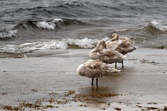 27: IMG_0445_ed_ct