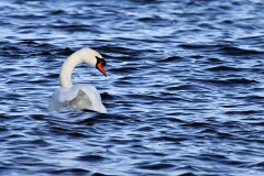 29: IMG_1010_ed_ct3