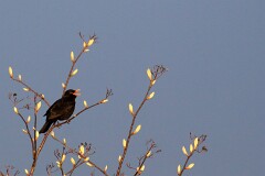 26: IMG_1131_ed_ct_flt2