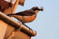19: IMG_1362_ed_ct