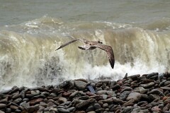20: IMG_1862_ed2_flt