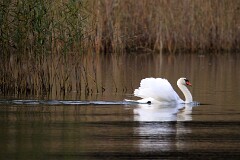 32: IMG_1980_ed_ct