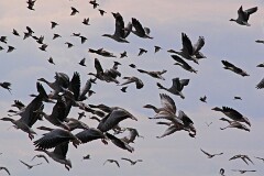 21: IMG_2306_edit2_flt_ct