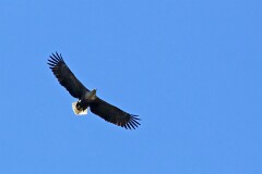 47: IMG_3390_ed2_aish_ct1