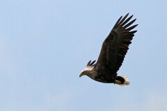 34: IMG_4014_ed_ct3_AIcl-aish