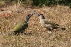 9: IMG_4360_redigerad-1
