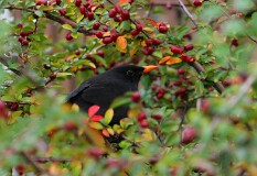 13: IMG_4890_edit_cutA3p_flt