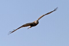 37: IMG_5558_ed_flt_ct_web
