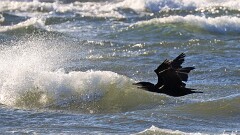 12: IMG_7687_ed_aish_ct3