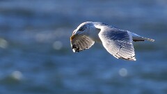 23: IMG_7743_ed_aish_ct2