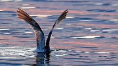 4: IMG_9745_ed2_ctw2-2560_aidn_aish-GP