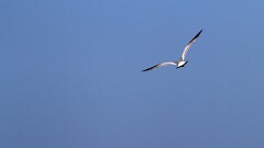 25: IMG_9949_ed