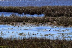 16: IMG_1897_ed_ct