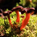 18: IMG_4052_ed_ct