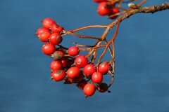 28: IMG_4098_ed1