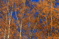 26: IMG_5519_ed