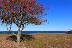 33: IMG_7158_ed
