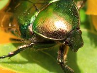 Insekter