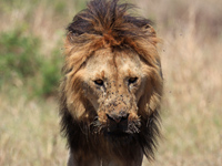 Masai Mara