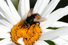 4: Fluga2