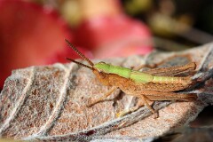 14: IMG_1822_ed