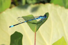 17: IMG_3327_ed_ct_flt
