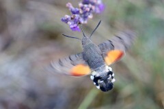 18: IMG_3820_ed_ct_den