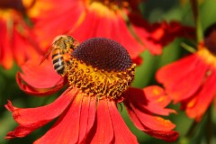 16: IMG_4094_ed_ct