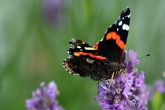 19: IMG_4572_ed_flt_ct