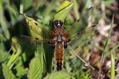 20: IMG_5504_ed_ct