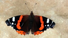 27: IMG_7486_ed_aish_ctw