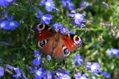 12: IMG_9395