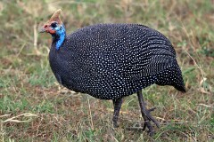 3: IMG_5817_ed_aish_ct