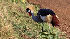10: IMG_6033_ed_aish_ct16-9