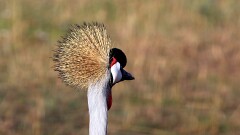 11: IMG_6067_ed_aish_ct16-9