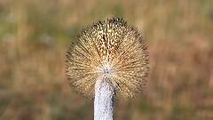 12: IMG_6069_ed_aish_ct16-9