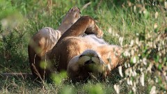 17: IMG_6261_ed_aish_ct16-9