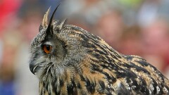 12: IMG_9935_edit_16-9