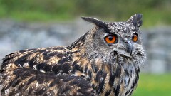 13: IMG_9941_ed_16-9
