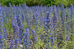 49: 2004_0704_181639AA_ed2_ct