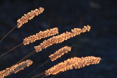 31: IMG_1040_ed_flt