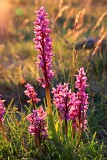 16: IMG_1497_edit