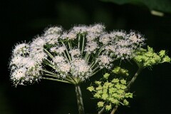 19: IMG_2236_edit