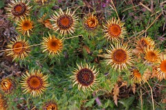21: IMG_2560_ed