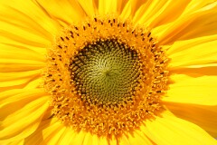 1: IMG_2805