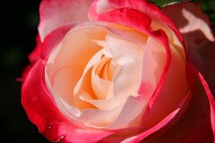 36: IMG_4044_ed_ct