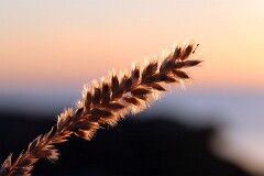 50: IMG_7894_ed_ct