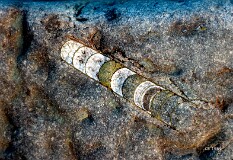 12: 43-20 Fossil-2