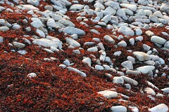 15: IMG_3833_ed